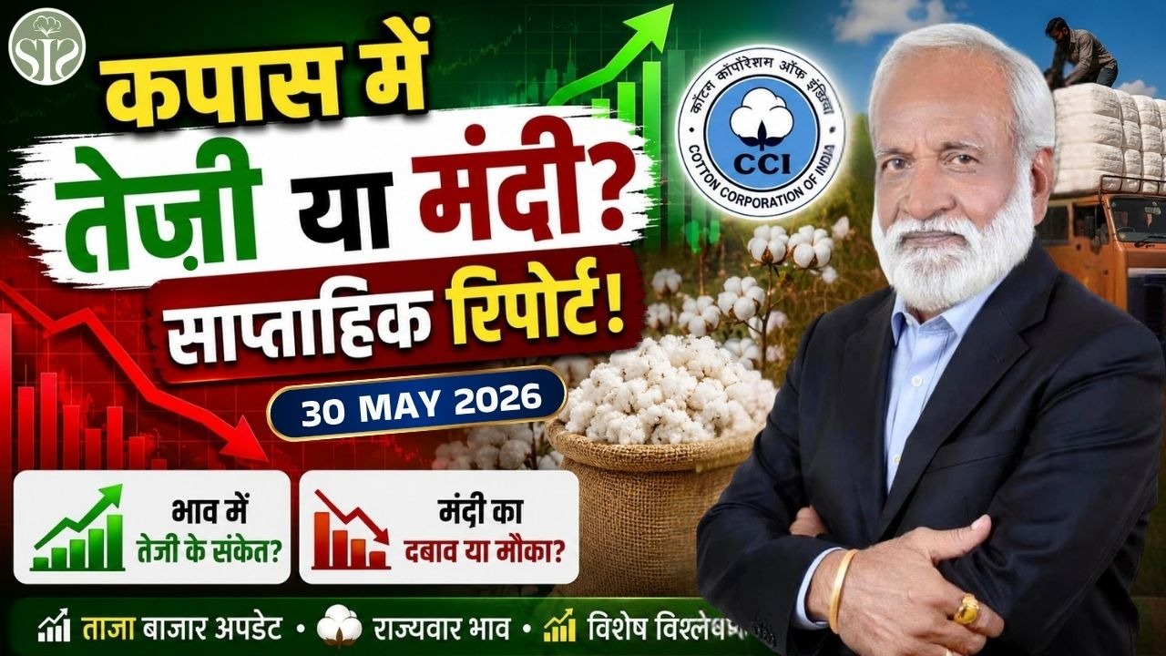 कपास बाजार में मिलाजुला रुख!😱 इस सप्ताह तेजी या मंदी? cotton market rate